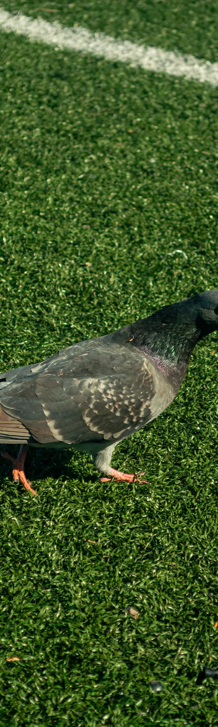 HAA'HEO 12U during HAA'HEO 12U Collection. HAA'HEO 12U at HAA'HEO 12U Collection